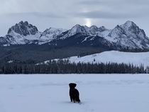 Puppy loving the winter scenic Idaho mountains