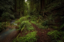 Purisima Creek Redwoods Preserve Northern California 