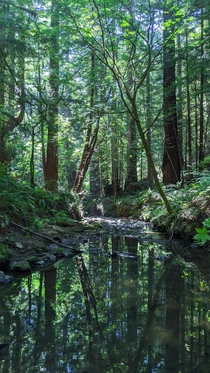 Purissima Creek Redwoods Woodside CA 