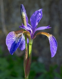 Purple bearded Iris Iris atropurpurea