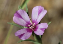 Purple Clarkia Clarkia purpurea ssp quadrivulnera Skyline Ridge Open Space Preserve California 