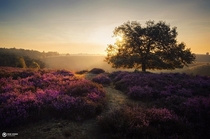 Purple dream the Netherlands 