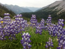 Purple Flowers on Rainier 