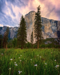 Purple flowers pine trees and a monolith El Cap Yosemite National Park 