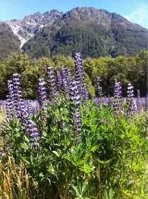 Purple Loosestrife Lythrum Salicaria near Te Anau New Zealand 