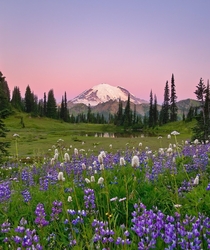 Purple Mountain Majesty Mt Rainier WA 