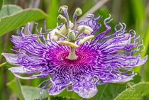 Purple passionflower Passiflora incarnata 