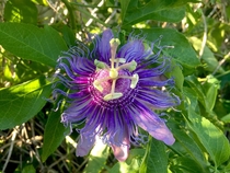Purple passionflower Passiflora incarnata 