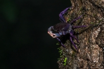 Purple Tree crab - Ghatiana atropurpurea 