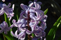 PurplePink Hyacinth 