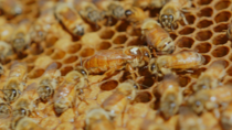 Queen bee and her hive OC