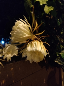 Queen of the Night - Tan hua or Epiphyllum oxypetalum blooms only at night