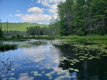 Quincy Bog during summer in New Hampshire 