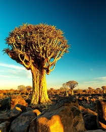 Quiver Tree Forest Namibia 