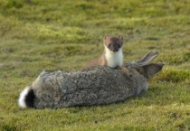 Rabbit Supper - Stoat with its kill mustela erminea - 