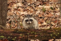 Raccoon posing on a log Tennessee usa
