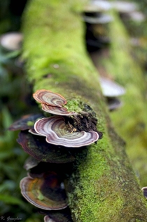Rainbow Bracket Fungi Tantalus Hawaii OC   