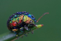 Rainbow ladybug with dew  