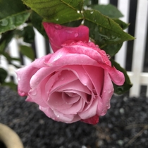 Raindrops on my roses 