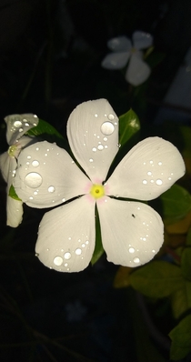 Raindrops on Petals 