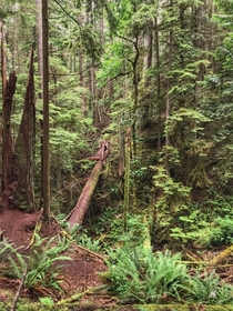 Rainforest West Vancouver BC Canada 