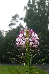 Rainy Day Cleome Rose Queen Mtn View NC 