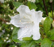 Rainy rhododendron