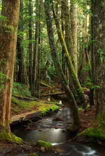 Ramona Creek Mt Hood National Forest Oregon USA 