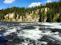 Rapids in Yellowstone National Park Wyoming 