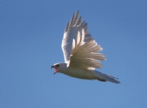 Rare white hawk leucistic red-tailed Buteo jamaicensis 