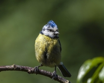 Rather tough punk looking Blue Tit - its just the way they grow em in Stoke-on-Trent  x  OC