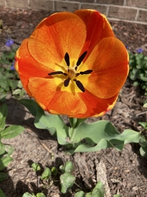 recently bloomed tulip under my windowsill