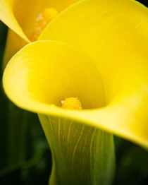 Recently found out I love photographing flowers Possibly a Tulip