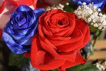 Red and blue roses OC