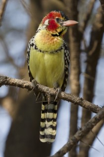 Red-and-yellow Barbet in Tanzania 