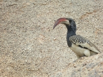 Red-billed hornbill Tockus rufirostris near Brandberg Namibia 