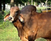 Red Brahma bull tolerating the flies in Texas Bos indicus 