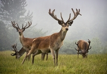 Red deer stags at the Scottish Deer Centre in Fife Scotland Jim Richardson 