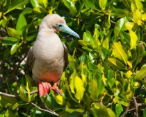 Red-footed Booby Sula sula websteri 