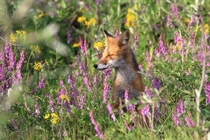 Red Fox enjoying a moment of sunshine 