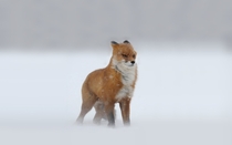 Red fox in a snow storm 