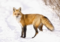 Red Fox in the snow 