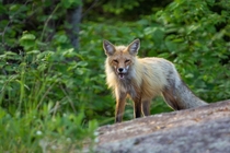 Red Fox  Pure evil