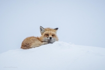 Red Fox Sleeping on a Snow Covered Hill - Yellowstone National Park USA - Feb 