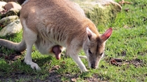 Red kangaroo w baby Osphranter rufus 