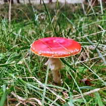 Red Mushroom I found in the danish forrest 