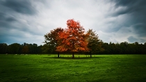 Red Oak The Netherlands 