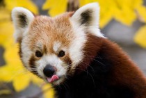 Red panda Ailurus fulgens 