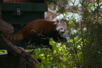 Red Panda Ailurus fulgens 