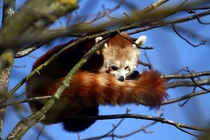 Red panda in a tree 